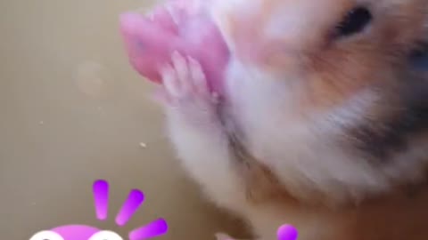 My hamsters had babies😫