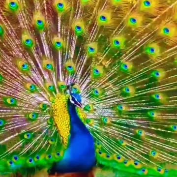 Beautiful Blue Peacock opening her colourful feathers.