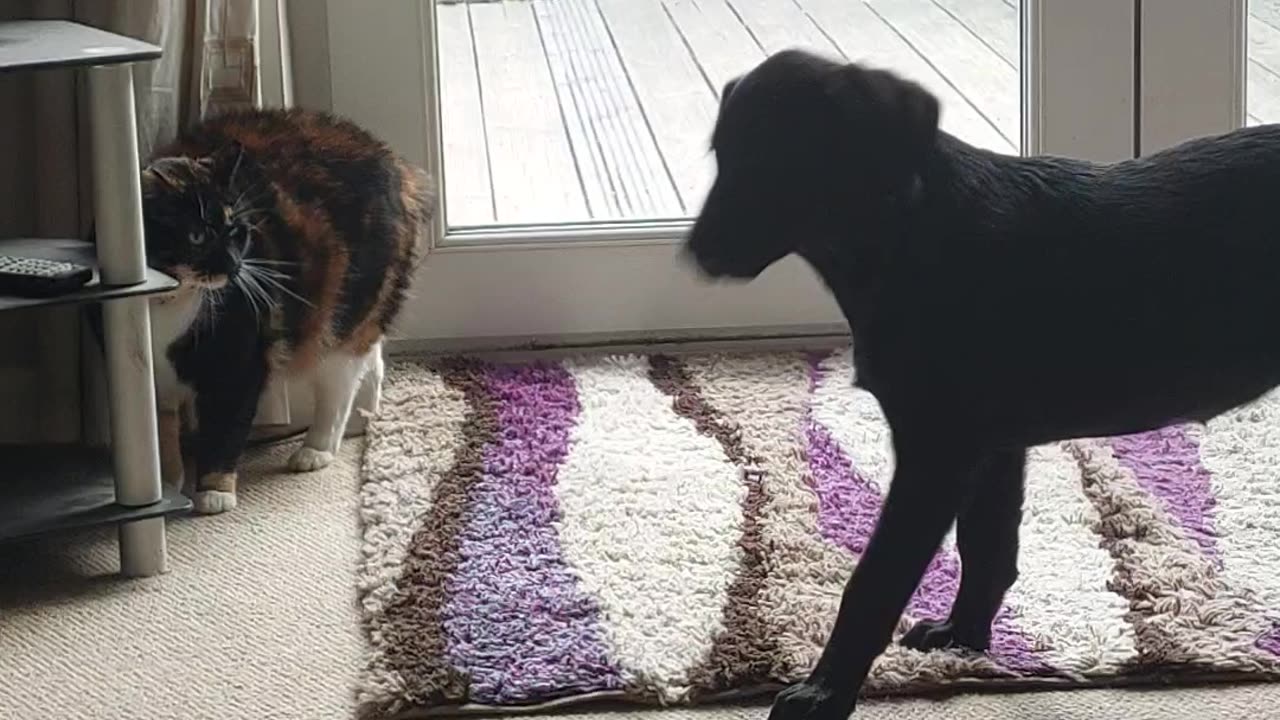 Labrador puppy torments cat