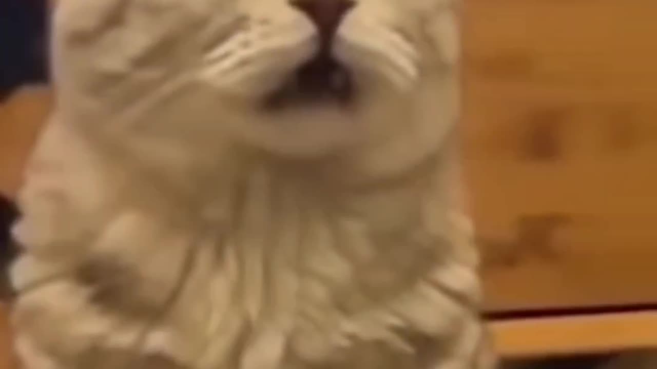 Best funny cats videos | Funniest cats |Funny animal videos.