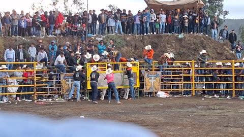 Jaripeo