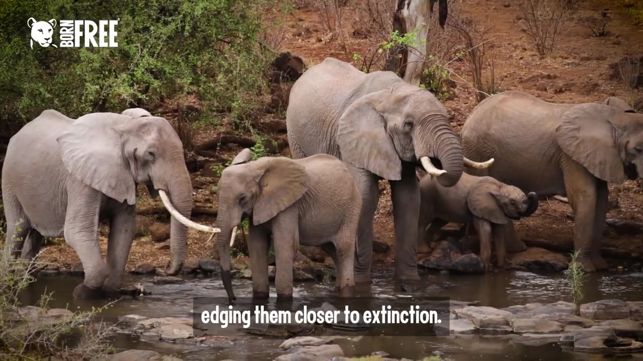 Adopt an Elephant with Born Free