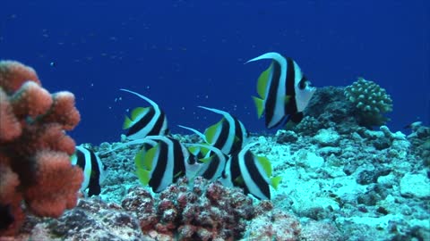 fantastic fishs swimming in the see and lovely colors