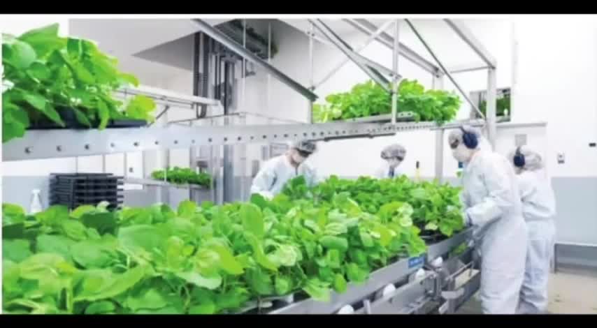 Grow and eat your own vaccines? - Grant enables study of plants as mRNA factories