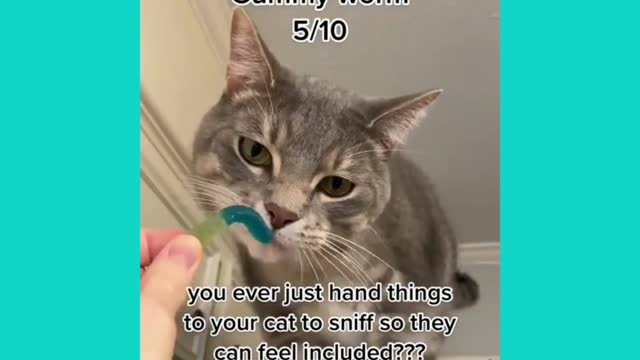 Cats Can Feel