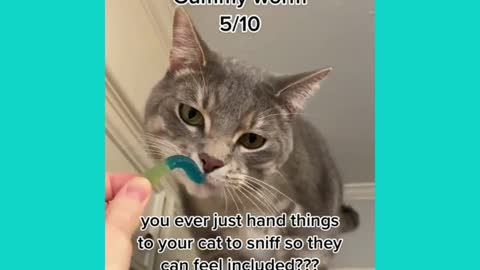 Cats Can Feel