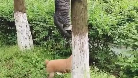 Funny cat 🐈 video