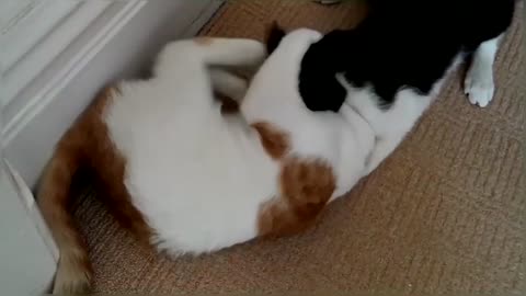 Epic Cat Fight