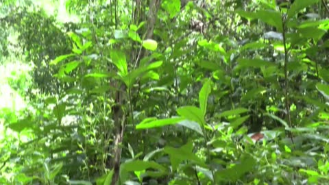 Proteger los manglares, la mejor defensa natural contra los efectos del cambio climático