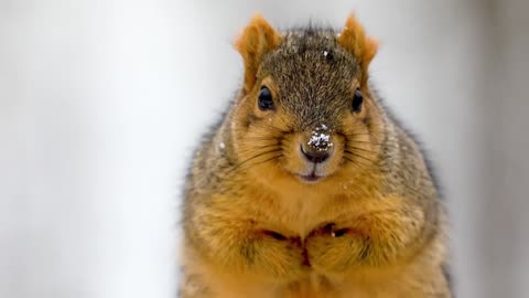 Groundhog shivers in the snow