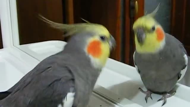Bruno canta Famiglia Addams allo specchio.avi