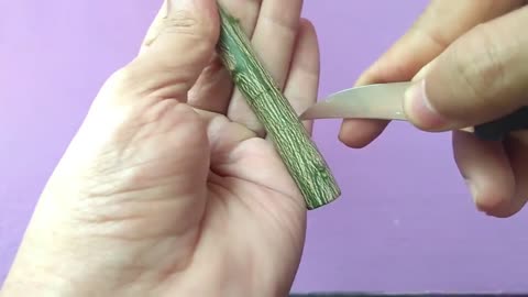 How to propagate Lemon and Orange plant cuttings for free !!