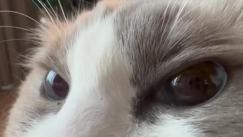 搞笑猫咪