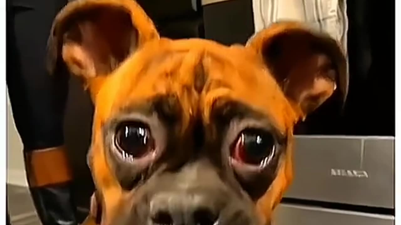 #Useful#Beautiful#Funny #Funny video#laugh# interesting#video#short video#short#short cut