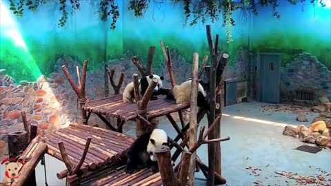 Cute panda videos, produced in the tradition of the Chinese panda