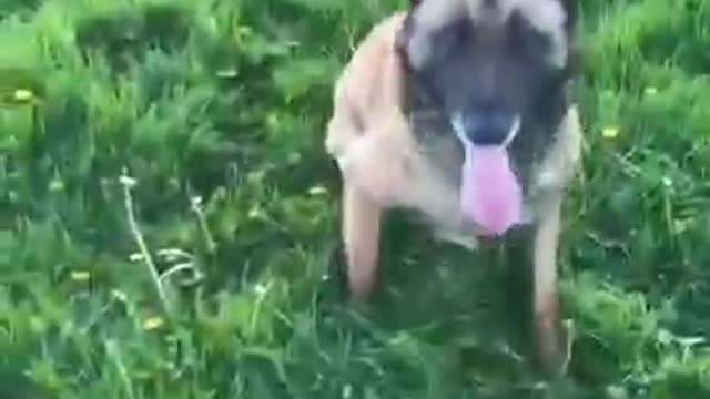 Brain training for dog | Dog training |