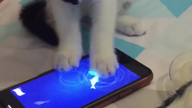 Gamer kitten catches fish on mobile game