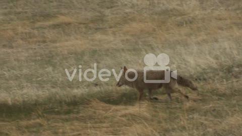 A coyote walks through the grass