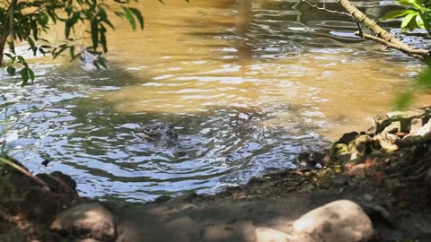 An Alligator Resting in a Swamp