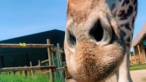 cute animals safari giraff