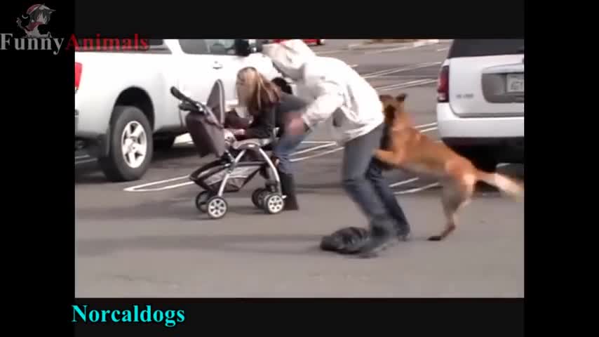 Dogs Protecting Their Owners - Dogs that are better than guns! [ Dog Training ]