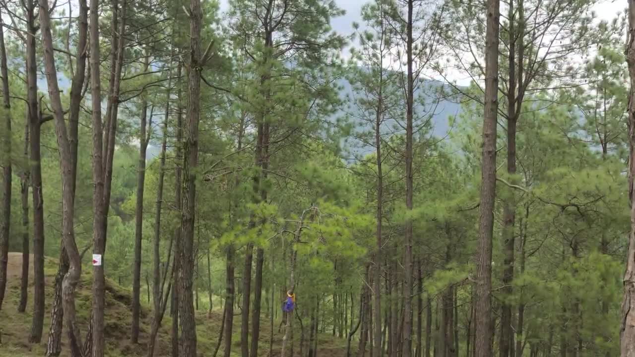 Jagdol jungle .