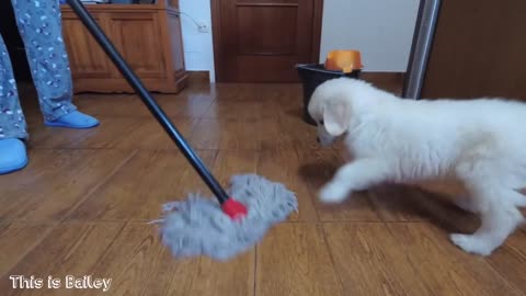 Golden Retriever Puppy vs Mop