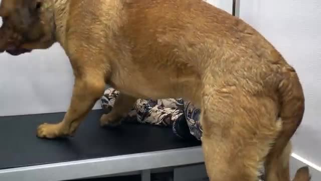 Mastiff dog pouts during his groom | The LARGEST head in the canine kingdom