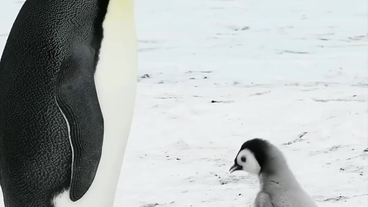 Penguindotcom