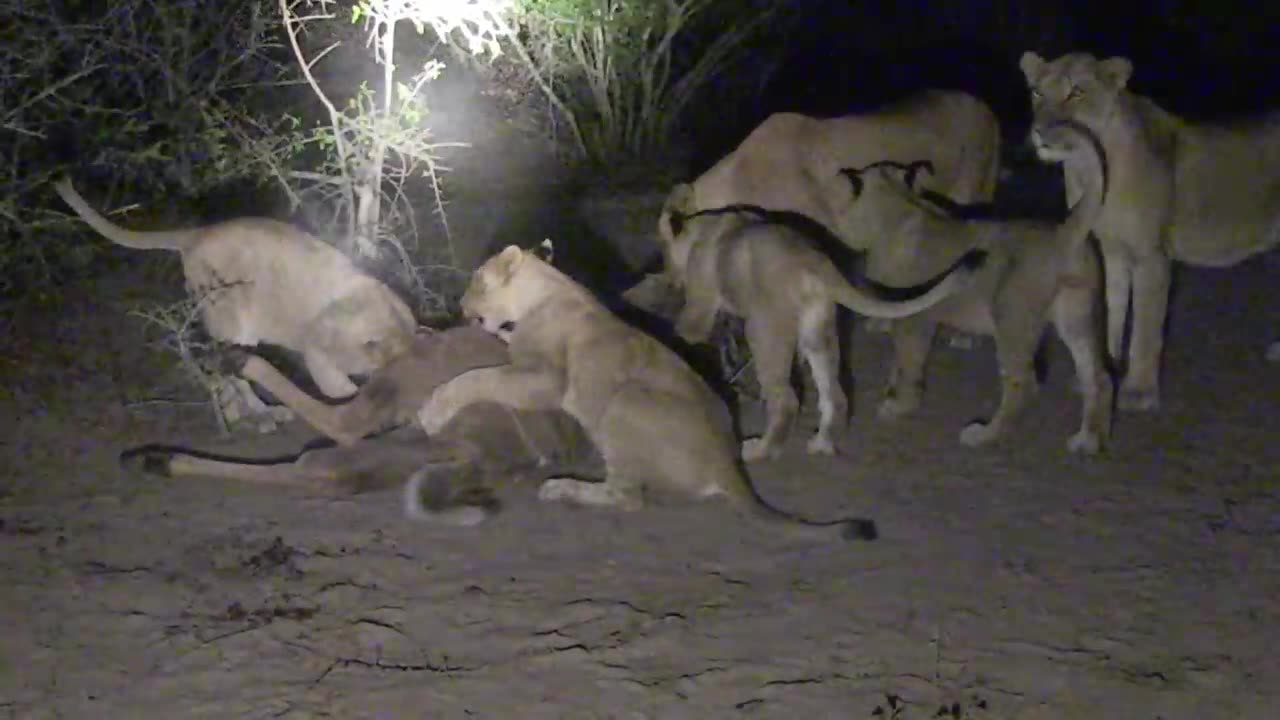 Lion hunting a buffalo in the Jungle