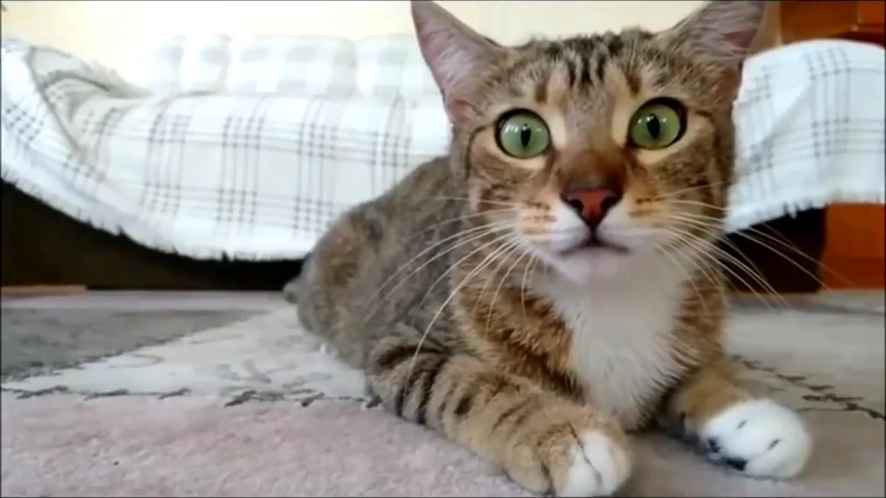 Cats are just the funniest pets ever || funny cat compilation