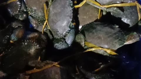 Sea Crabs Catches from Bay Of Bangle