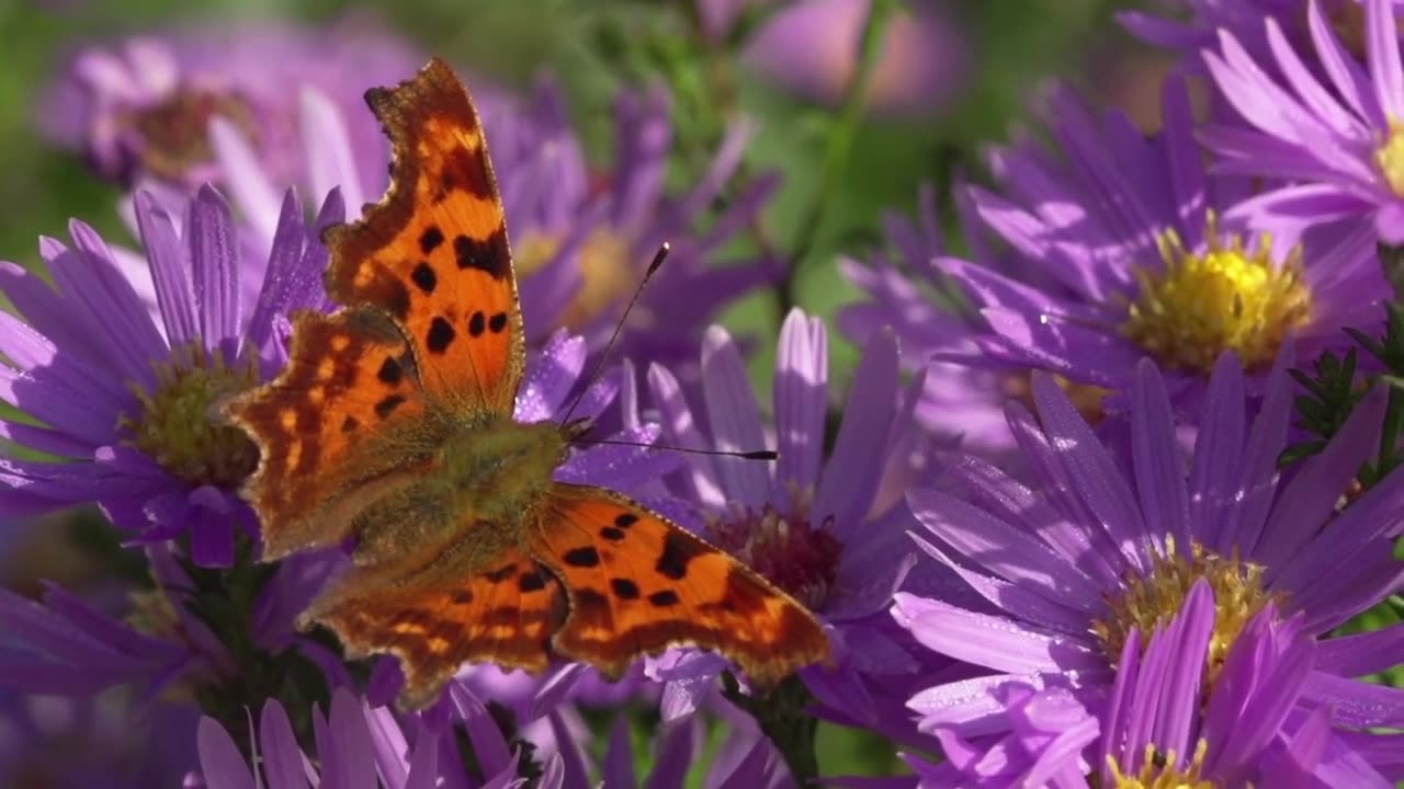 Butterflies & Flowers 🦋🌼 ~ Amazing Nature Scenery & The Best Relax Music 2023