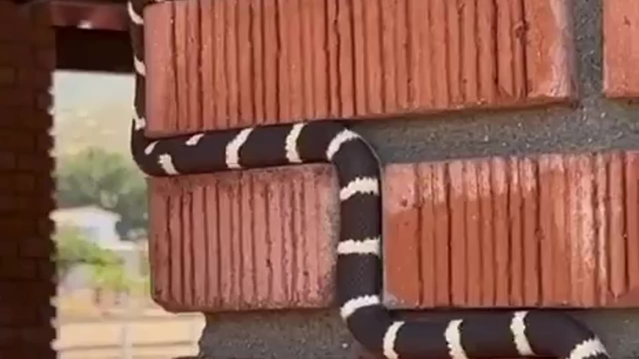 Realistic Snake