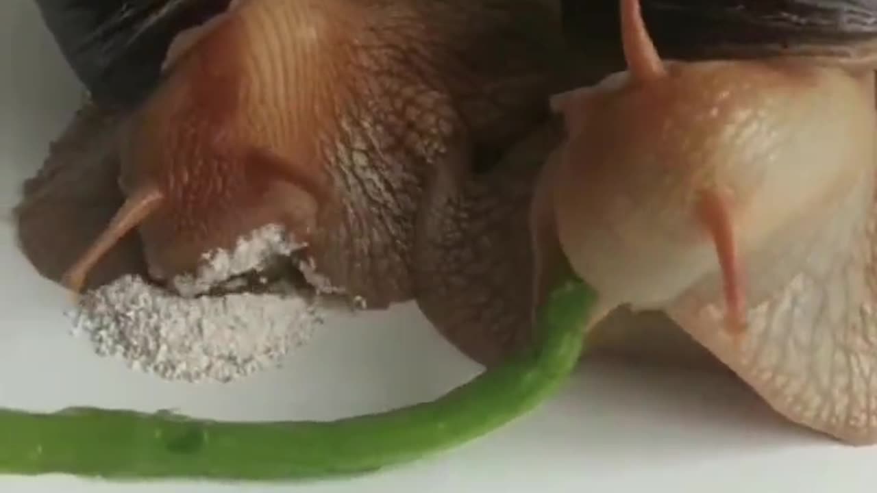 Have you ever seen a snail eat?