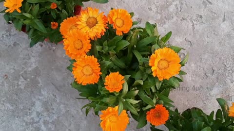 how to grow calendula flower plant in pot winter flowers winter plants