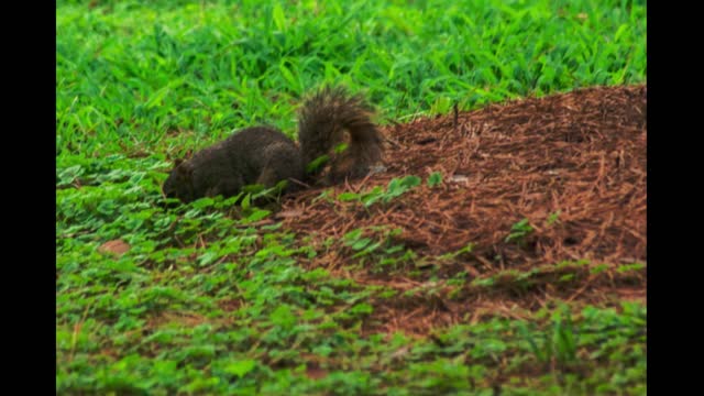 Squirrel Photo Challenge