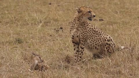 [!!Shaky Video!!] Cheetah playing with baby gazelle before eating it-11