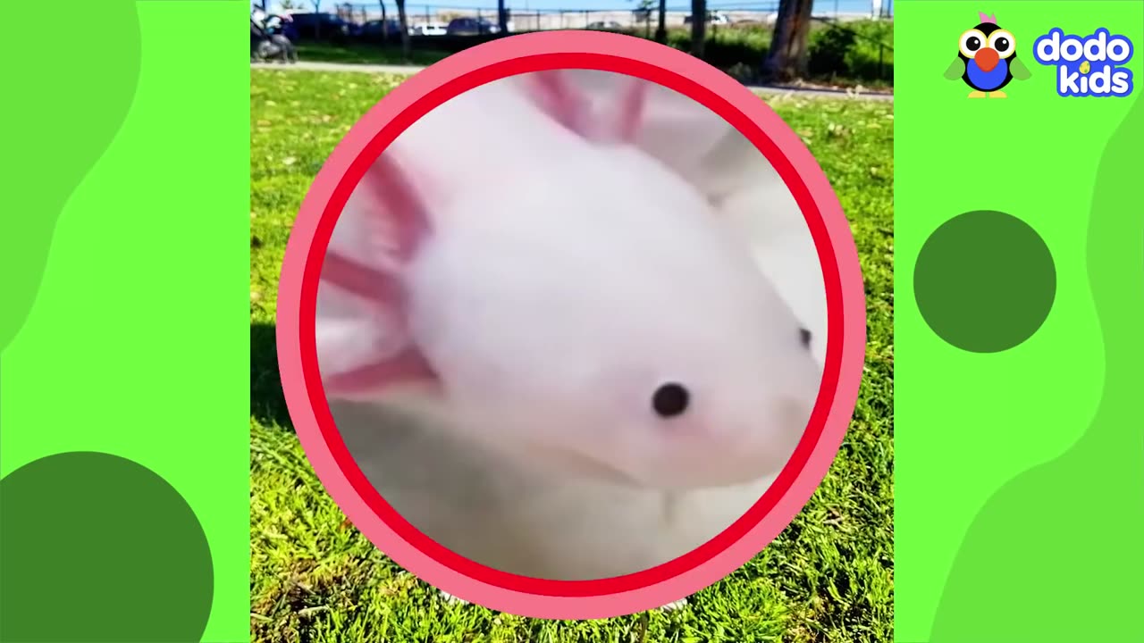 We Bet These Axolotls Will Make You Laugh!!!🤣😍