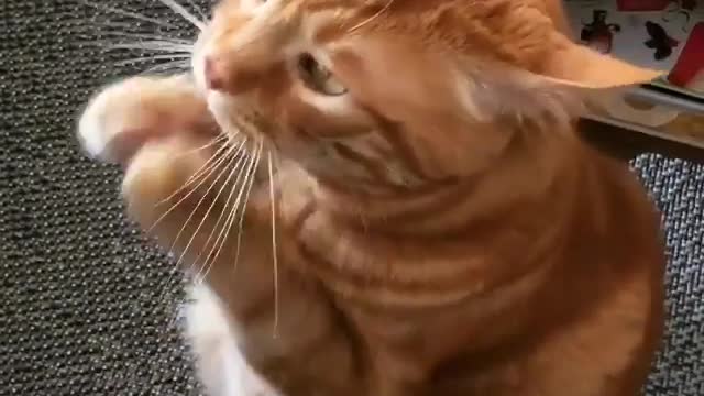 Cat：Please give me a snack