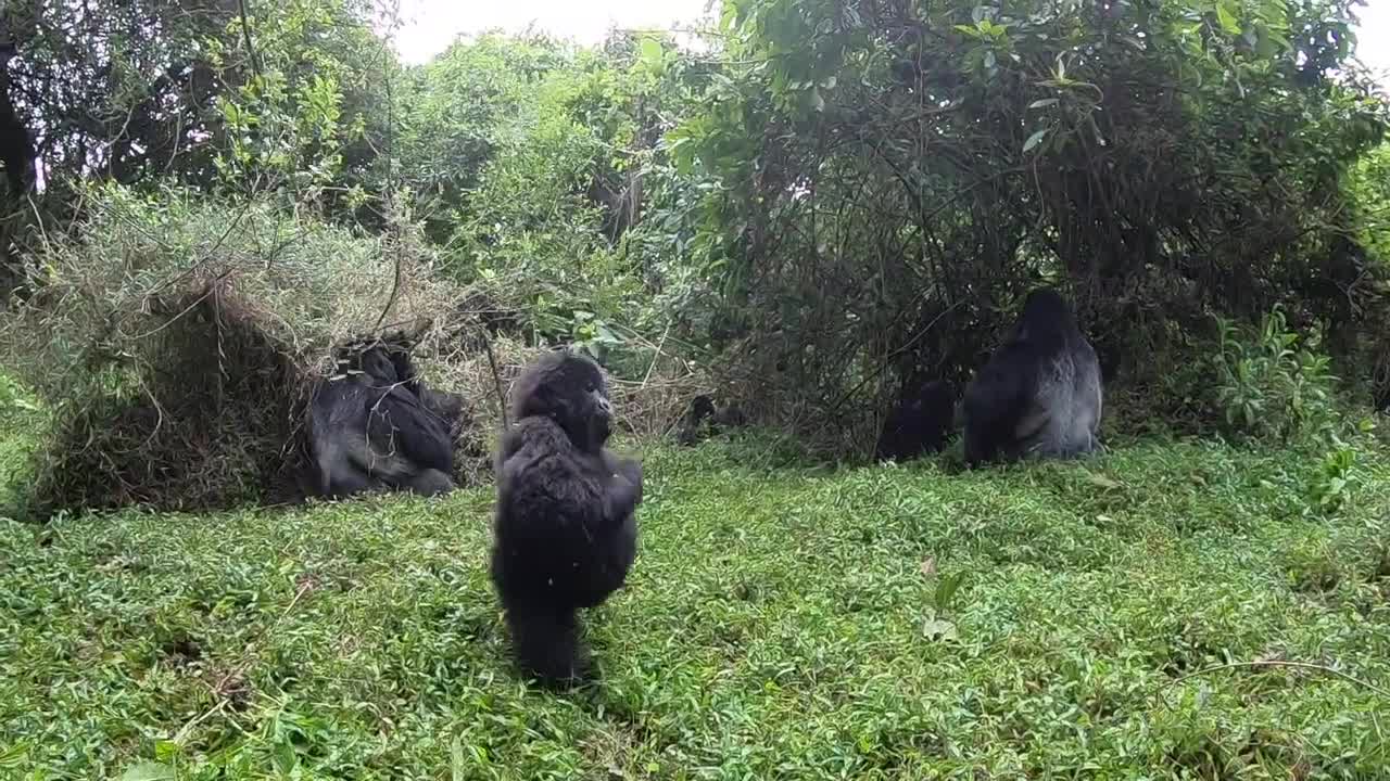 Charged by silverback gorillas in Uganda (Mgahinga)