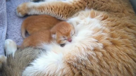 1st day after birth, tiny Kitten Pudding is everything to mother cat Sunny