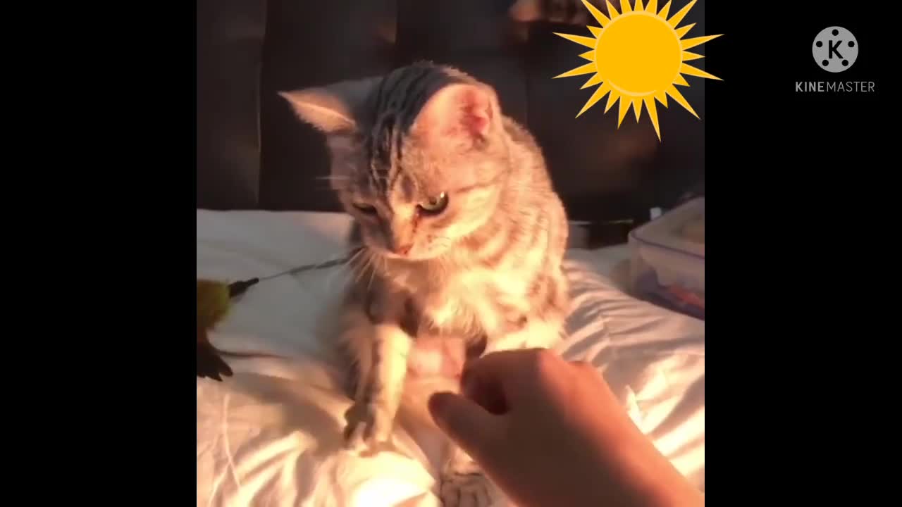 Funny cats and dogs