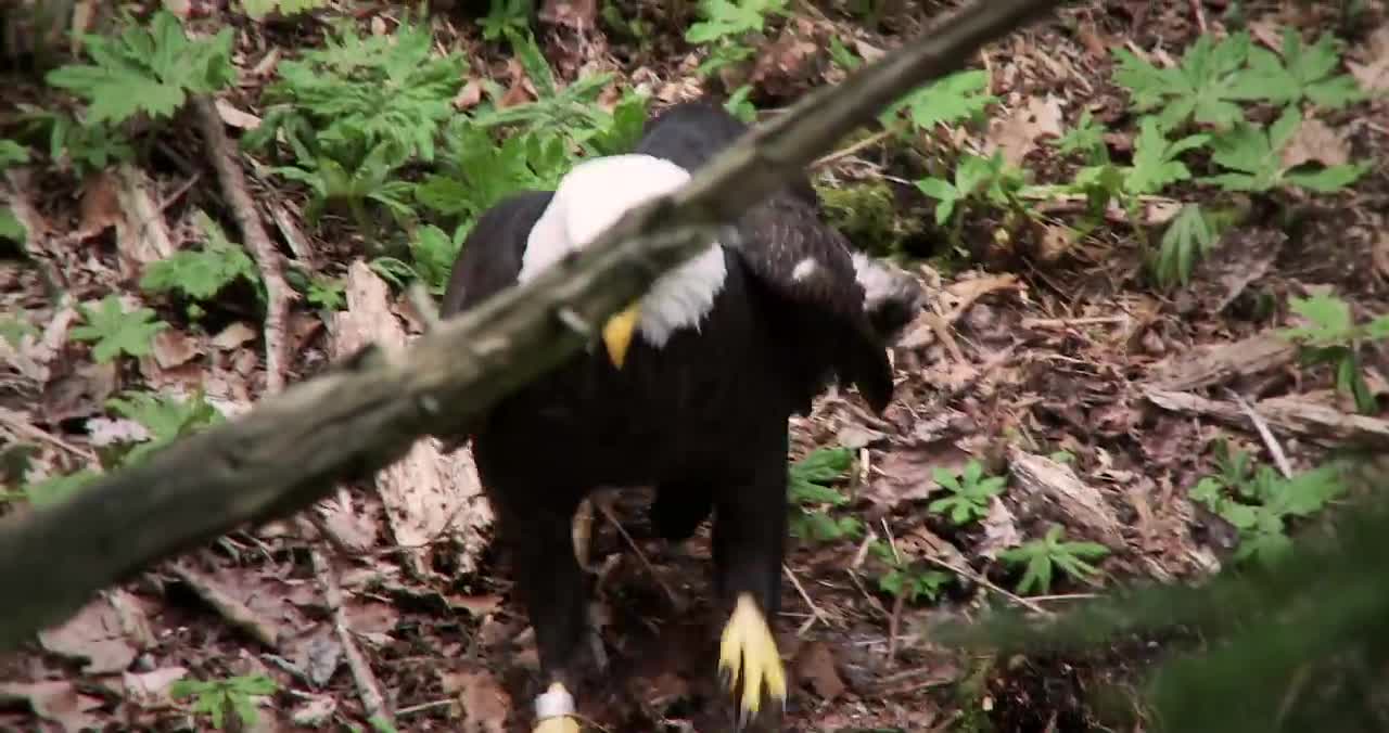 Bald Eagle: America’s Fursona