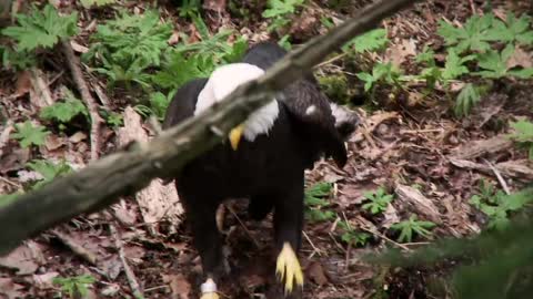 Bald Eagle: America’s Fursona