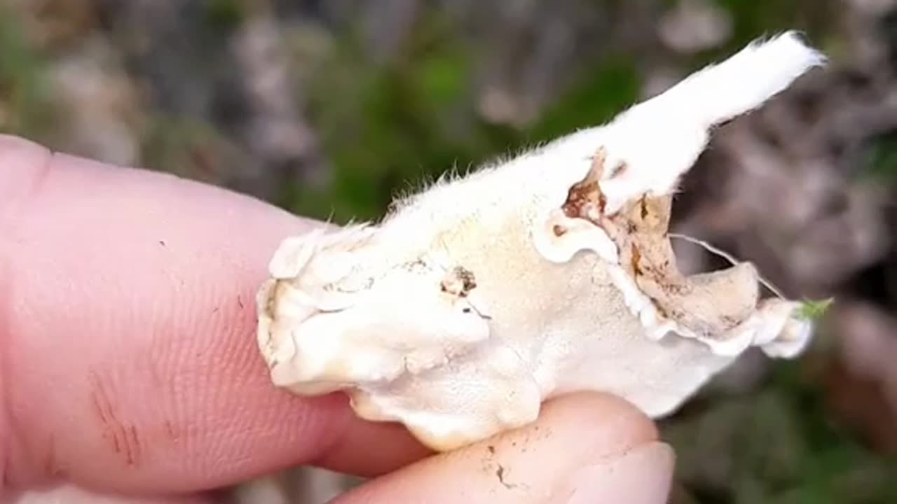 Finding Turkey Tail