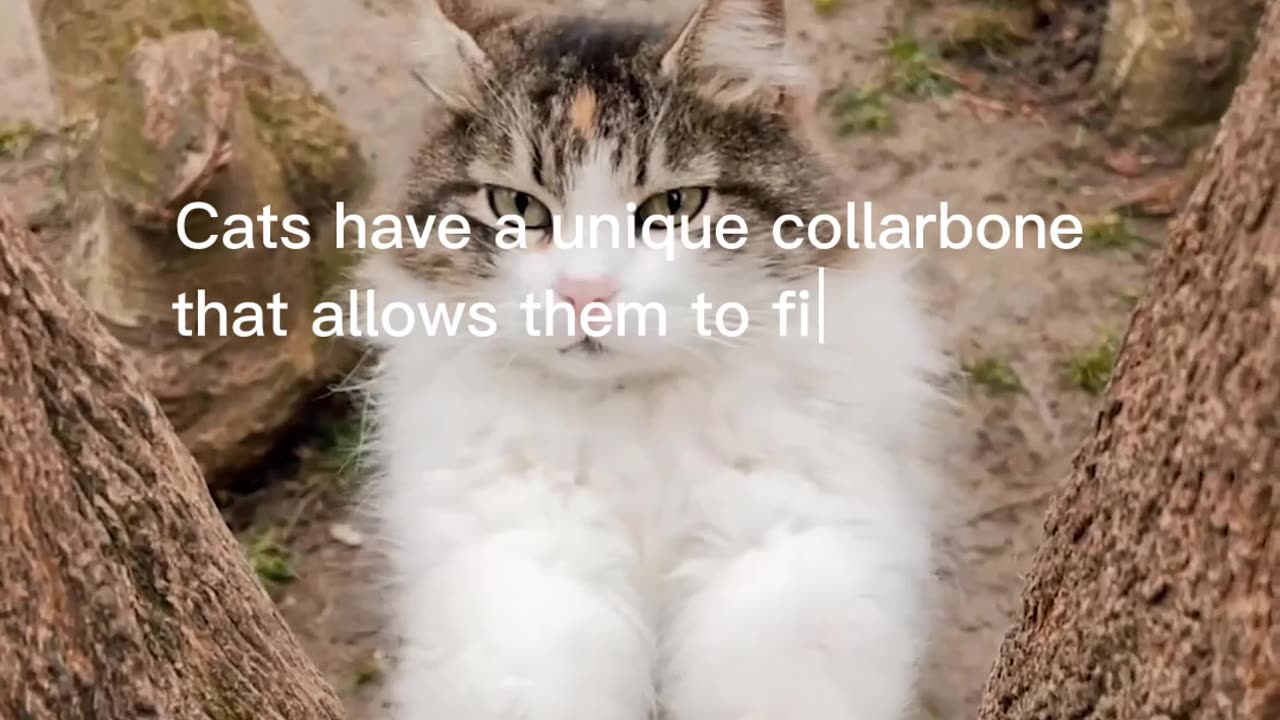 Cat Facts #5