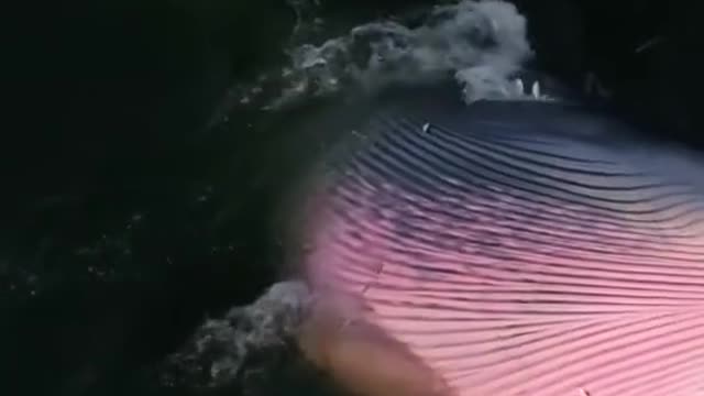 Thought it was a boat at first