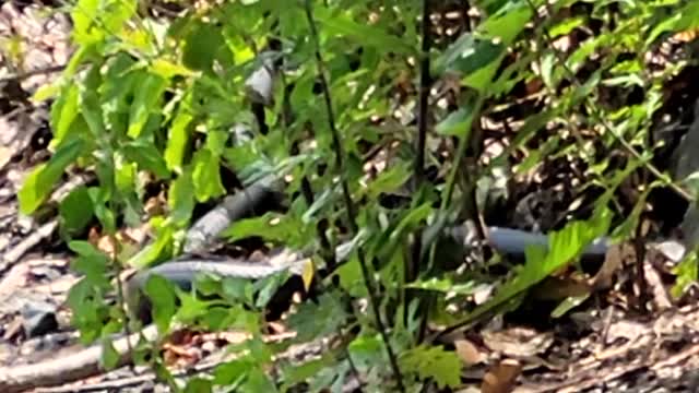 Jay trying to catch a snake (racer)