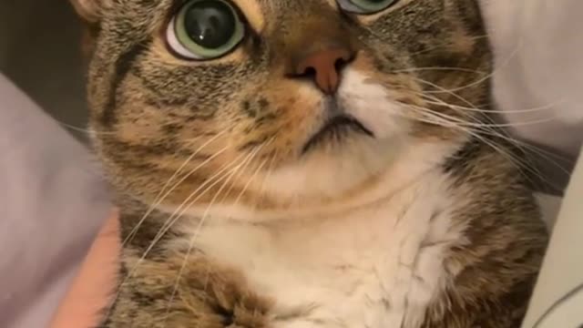 My Dear Favorite Cats